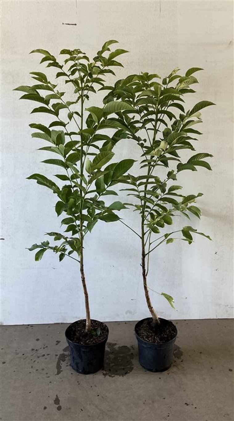 Juglans regia - C5 100-125 CM